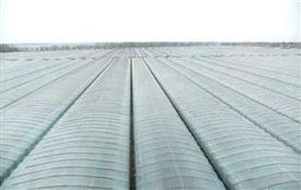 大棚膜選購指南 廠家、價(jià)格與批發(fā)全解析